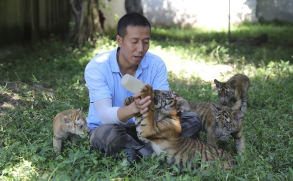 Good News! New Born Bengal Tiger Babies in Locajoy