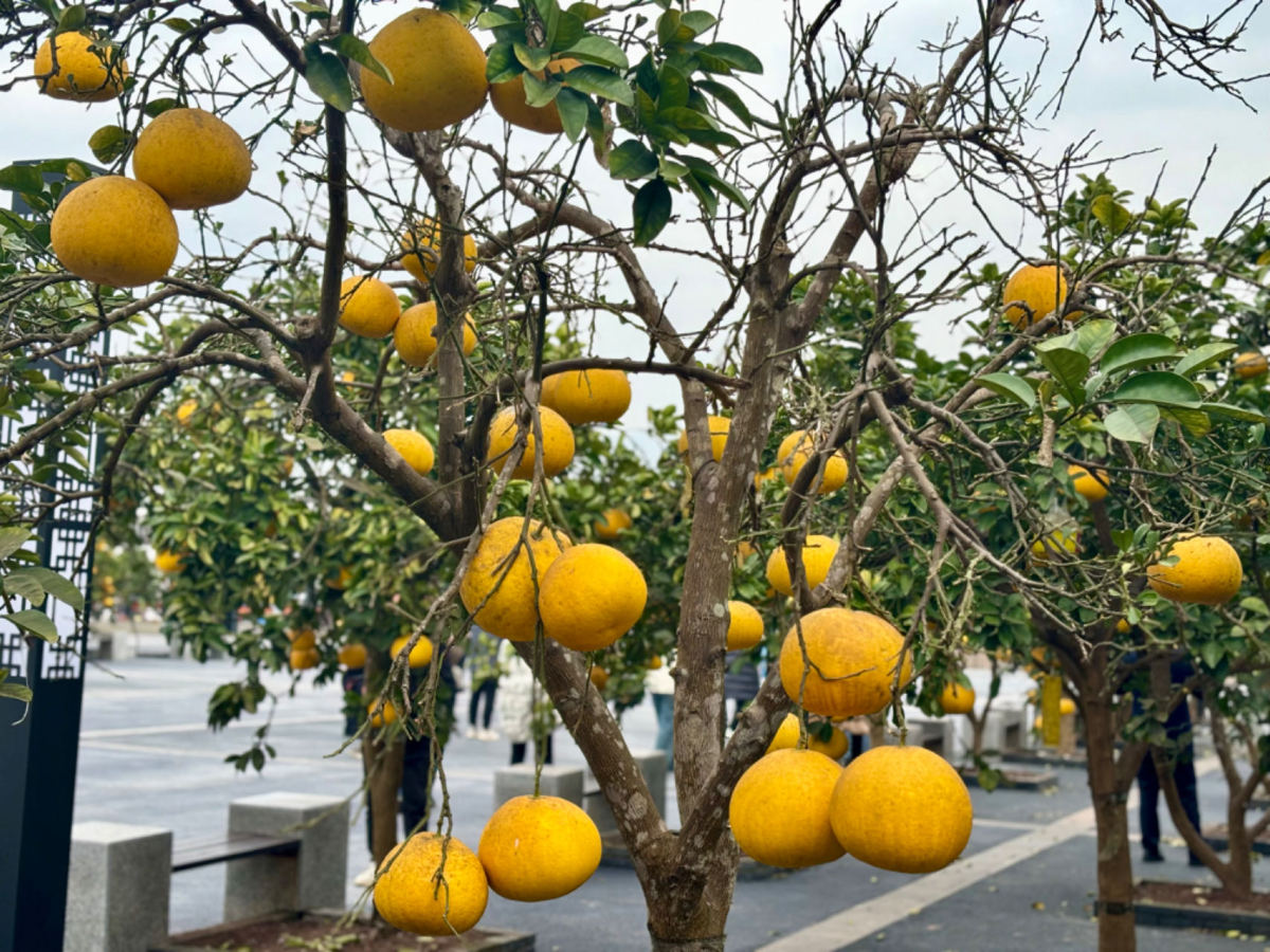 Explore Chongqing Liangping's Ecological Wonders: Wetland, Pomelo ...